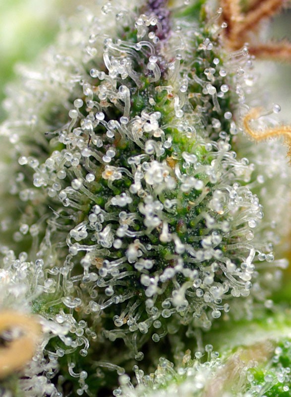 
                  
                    Sweetseeds - Green Poison F1 Fast Version®
                  
                