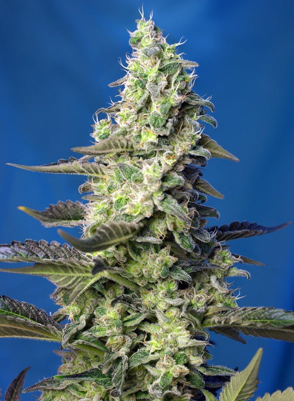 
                  
                    Green Poison XL Auto®
                  
                