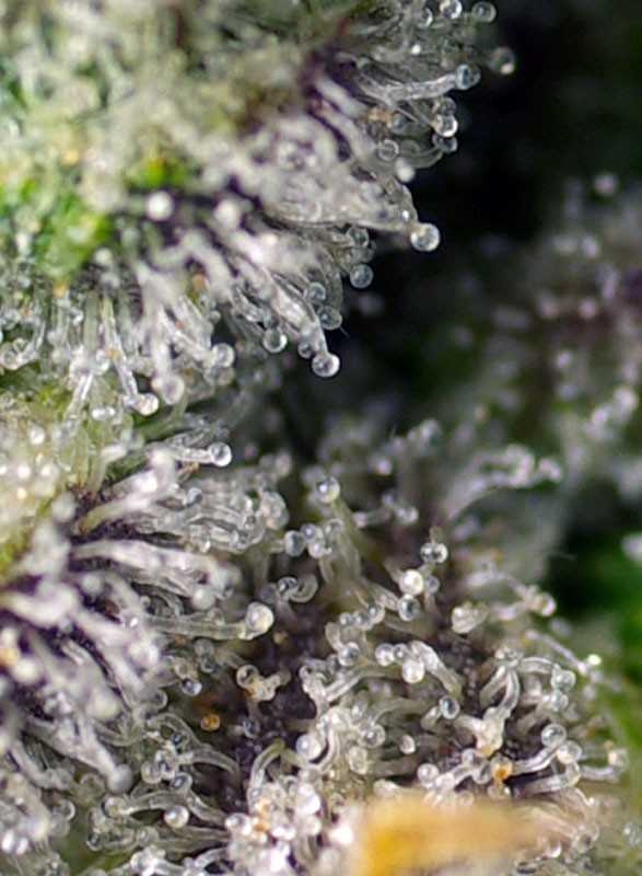 
                  
                    Green Poison XL Auto®
                  
                