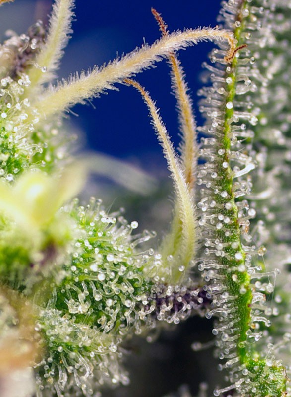 
                  
                    Green Poison XL Auto®
                  
                
