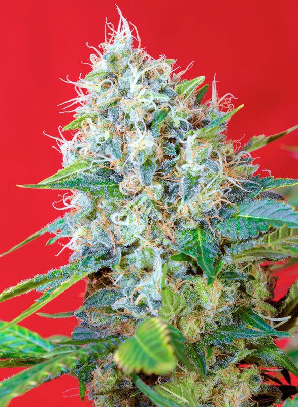 
                  
                    Sweetseeds - Green Poison®
                  
                