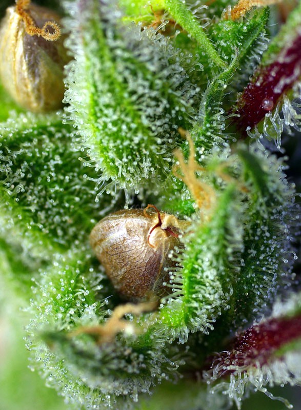 
                  
                    Sweetseeds - Green Poison®
                  
                
