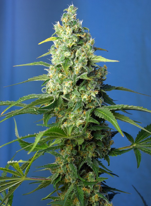 
                  
                    Sweetseeds - Honey Peach Auto CBD®
                  
                