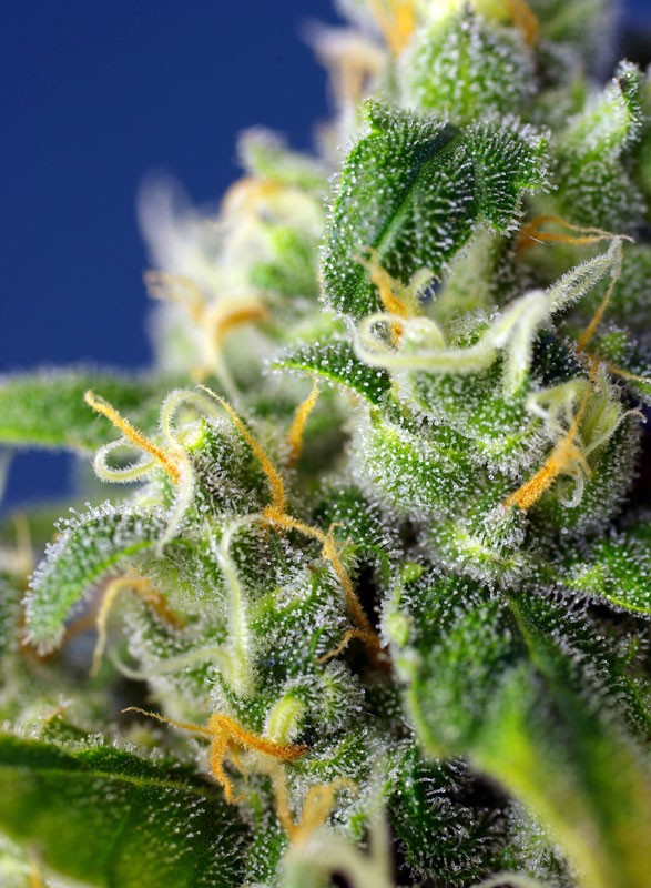 
                  
                    Sweetseeds - Honey Peach Auto CBD®
                  
                