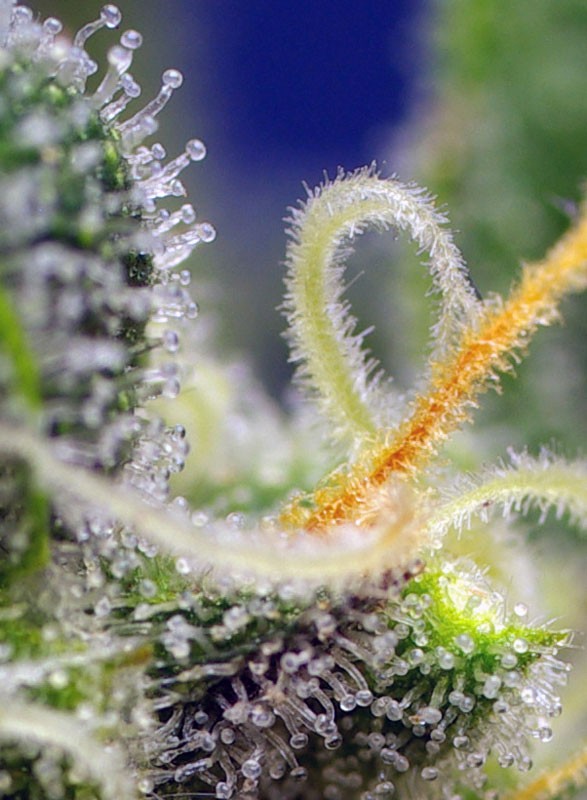 
                  
                    Sweetseeds - Honey Peach Auto CBD®
                  
                
