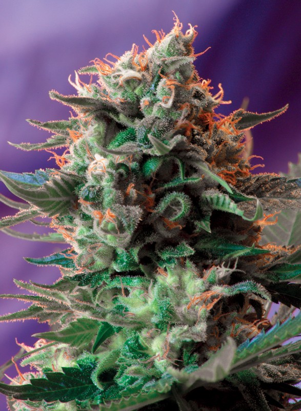 
                  
                    Sweetseeds - Jack 47 F1 Fast Version®
                  
                