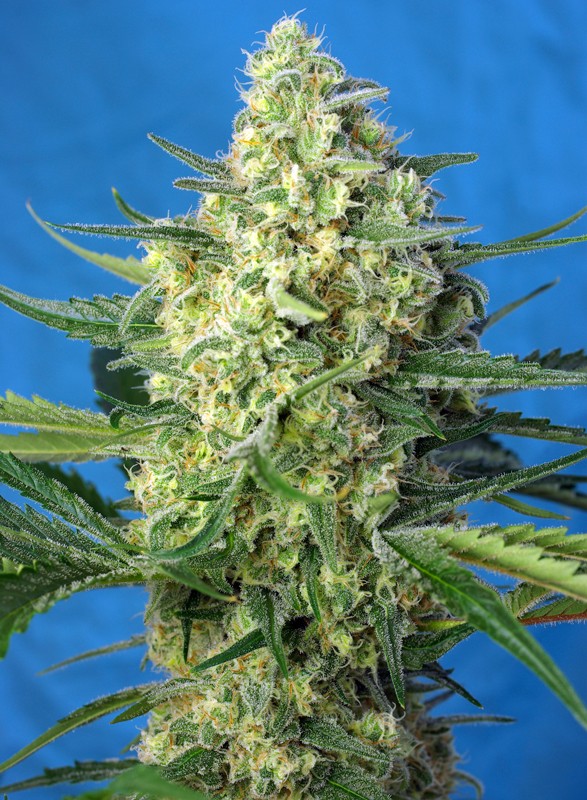 
                  
                    Jack 47 XL Auto®
                  
                