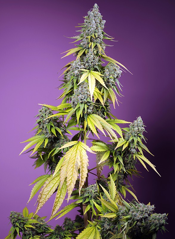 
                  
                    Jet Fuel Mandarine XL Auto®
                  
                