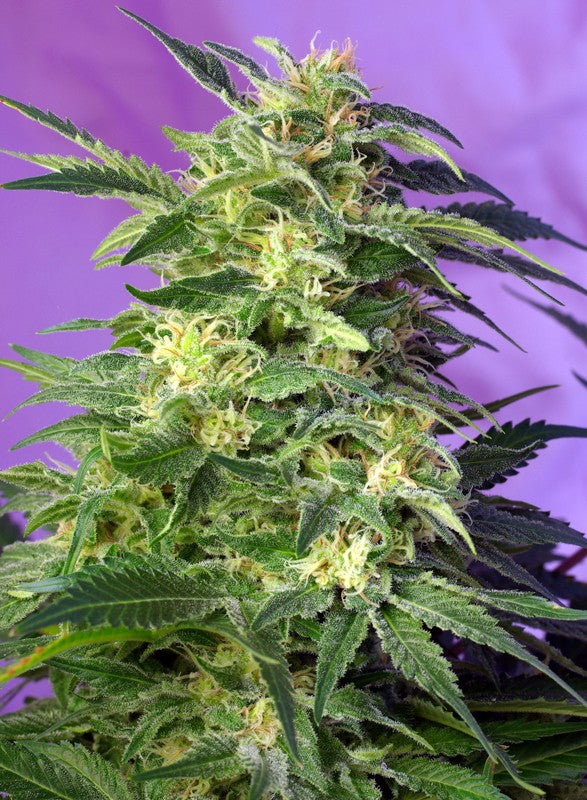 
                  
                    Killer Kush Auto®
                  
                
