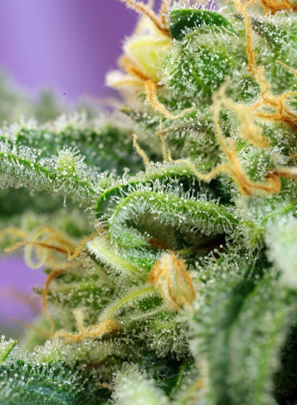 
                  
                    Killer Kush Auto®
                  
                