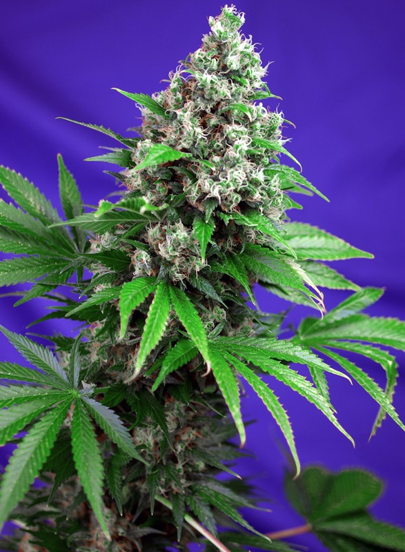 
                  
                    Sweetseeds - Killer Kush F1 Fast Version®
                  
                