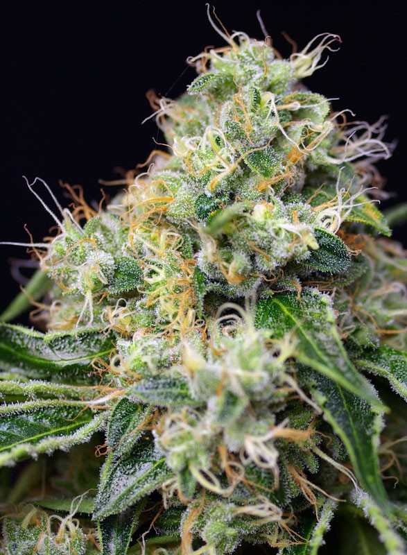 
                  
                    Sweetseeds - Killer Kush F1 Fast Version®
                  
                
