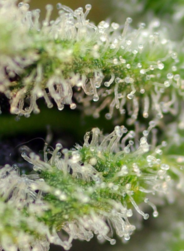 
                  
                    Sweetseeds - Killer Kush F1 Fast Version®
                  
                