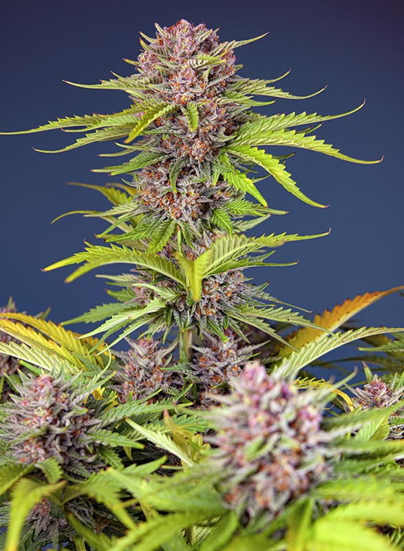 
                  
                    Mimosa Bruce Banner XL Auto®
                  
                