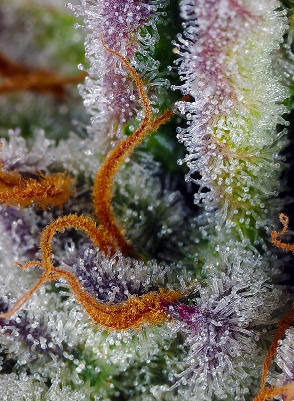 
                  
                    Mimosa Bruce Banner XL Auto®
                  
                