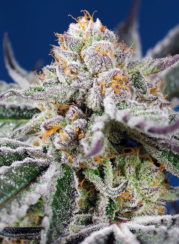 
                  
                    Orange Apricot Glue XL Auto®
                  
                