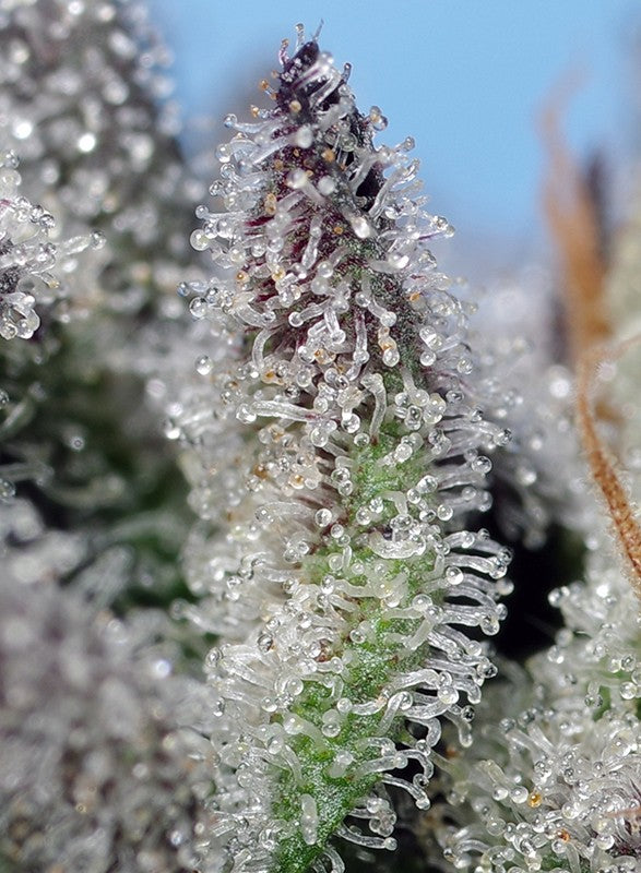 
                  
                    Orange Apricot Glue XL Auto®
                  
                