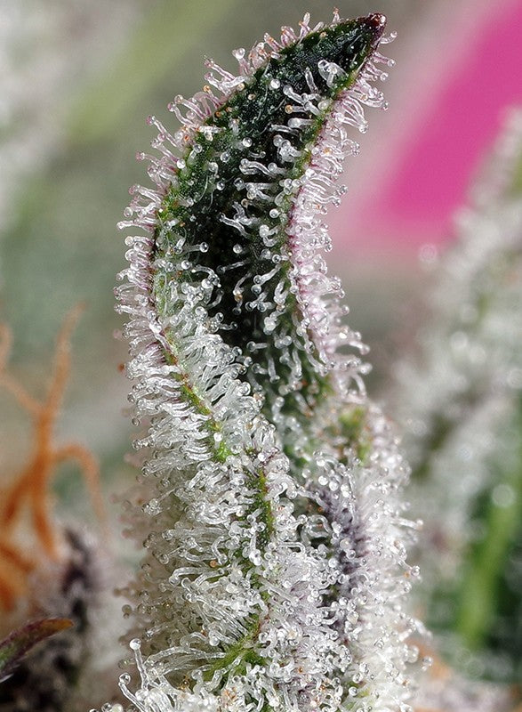 
                  
                    Papaya Zoap Auto®
                  
                