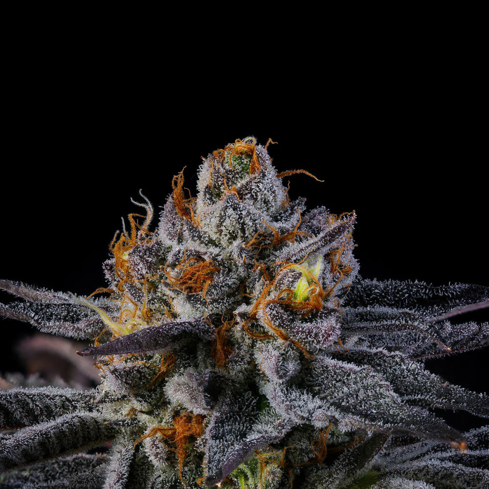 
                  
                    Wizard Trees - PEP Z - Feminsiert
                  
                