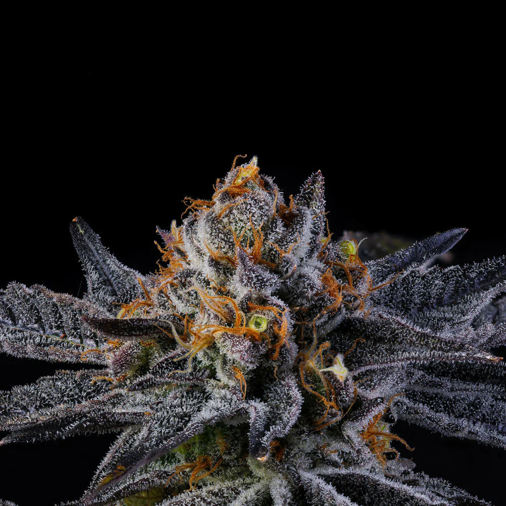 
                  
                    Wizard Trees - PEP Z - Feminsiert
                  
                