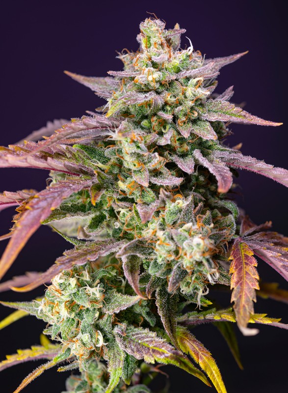 
                  
                    Purple Punch OG XL Auto®
                  
                