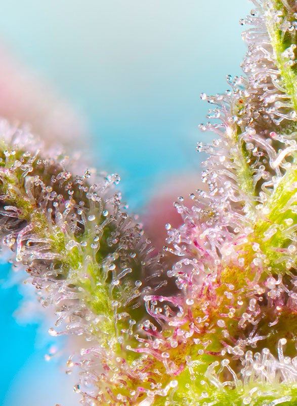 
                  
                    Purple Punch OG XL Auto®
                  
                