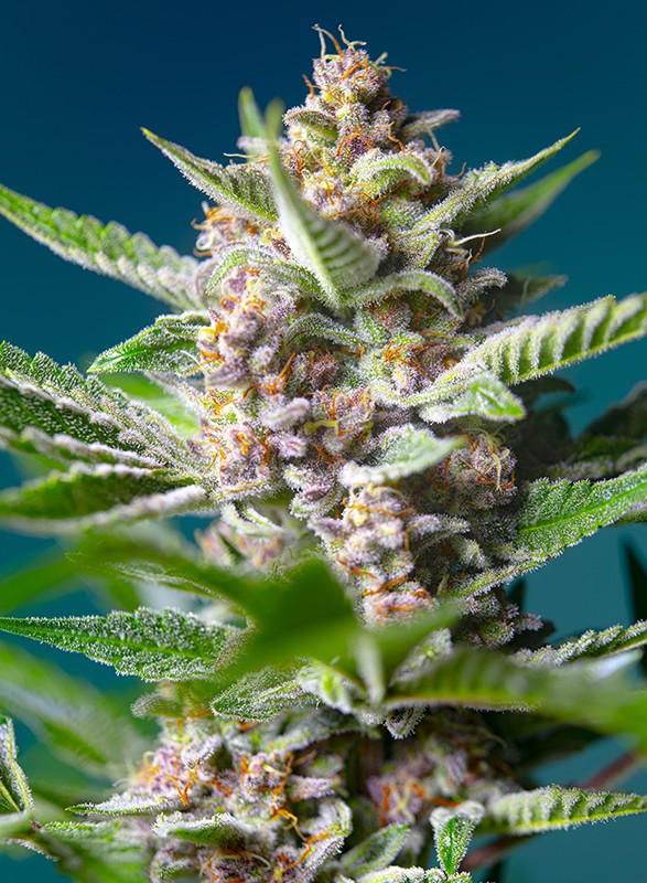 
                  
                    Sweetseeds - Purple Punch OG®
                  
                