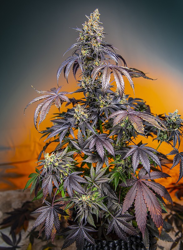 
                  
                    Sweetseeds - Red Gorilla Girl XL Auto®
                  
                