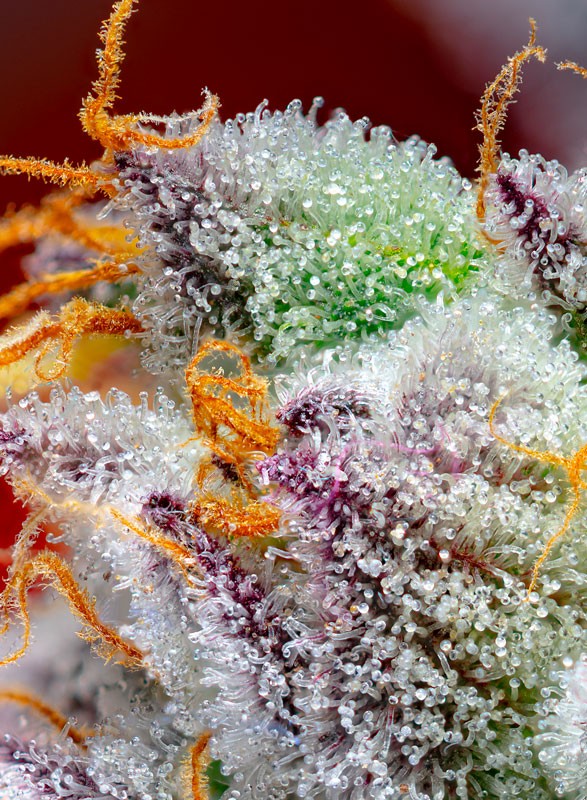 
                  
                    Sweetseeds - Red Gorilla Girl XL Auto®
                  
                