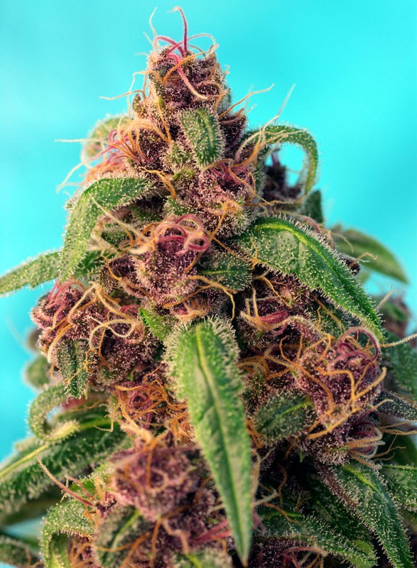 
                  
                    Sweetseeds - Red Mandarine F1 Fast Version®
                  
                
