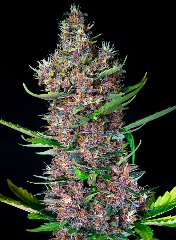 
                  
                    Sweetseeds - Red Poison Auto®
                  
                