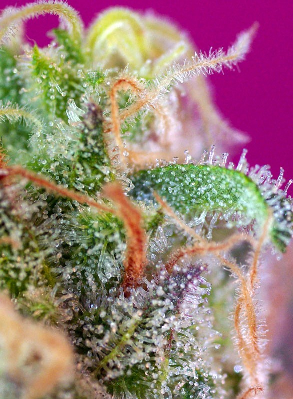 
                  
                    Sweetseeds - S.A.D. Sweet Afgani Delicious S1®
                  
                