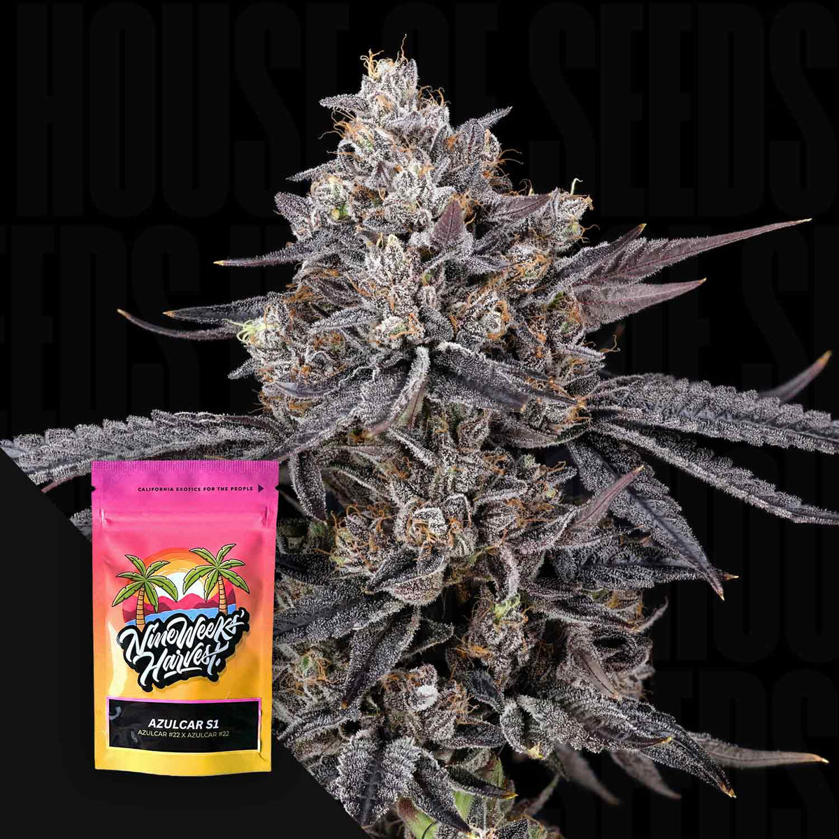 Nine Weeks Harvest - Azulcar S1
