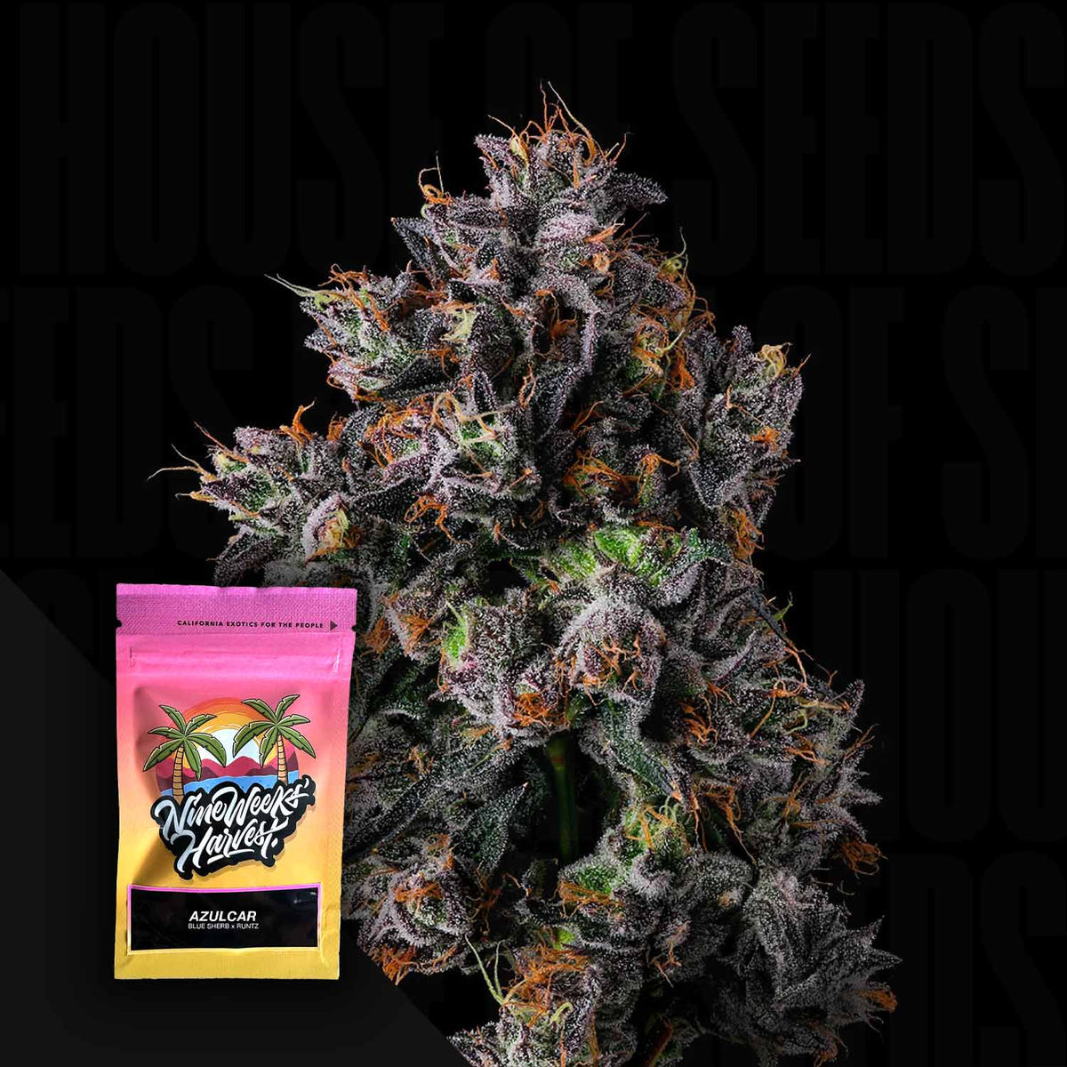 Nine Weeks Harvest - Azulcar