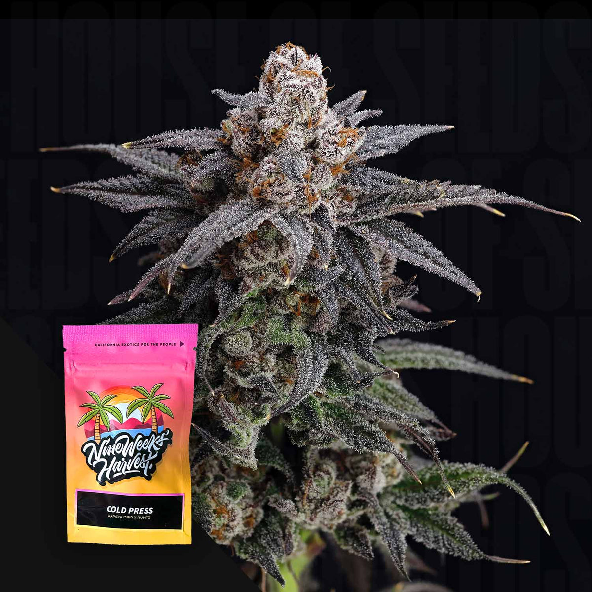 Nine Weeks Harvest - Cold Press