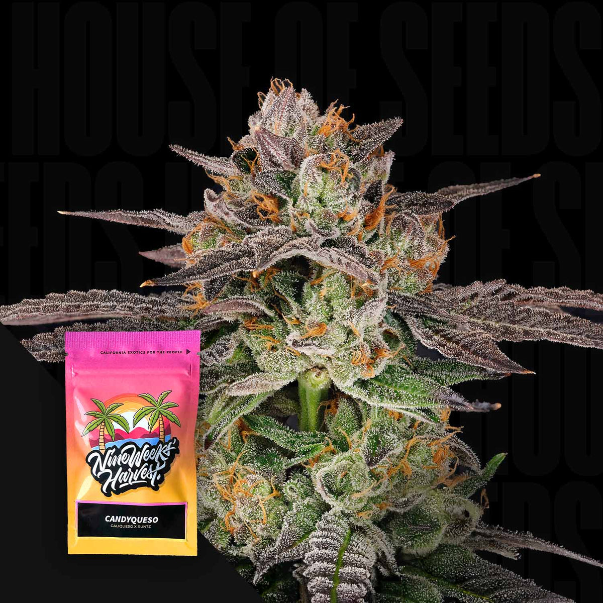 Nine Weeks Harvest - Candyqueso
