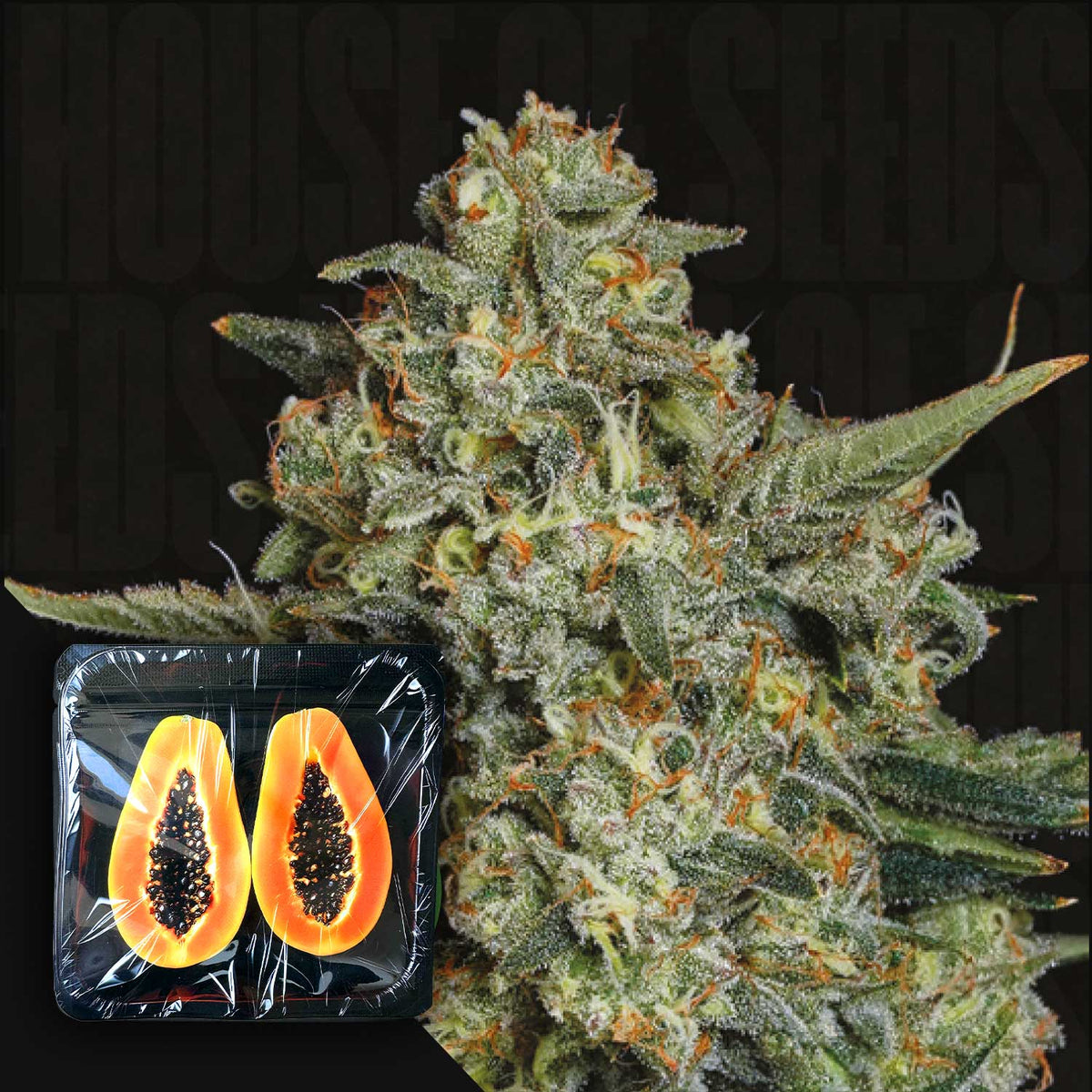 Nine Weeks Harvest - Funky drip