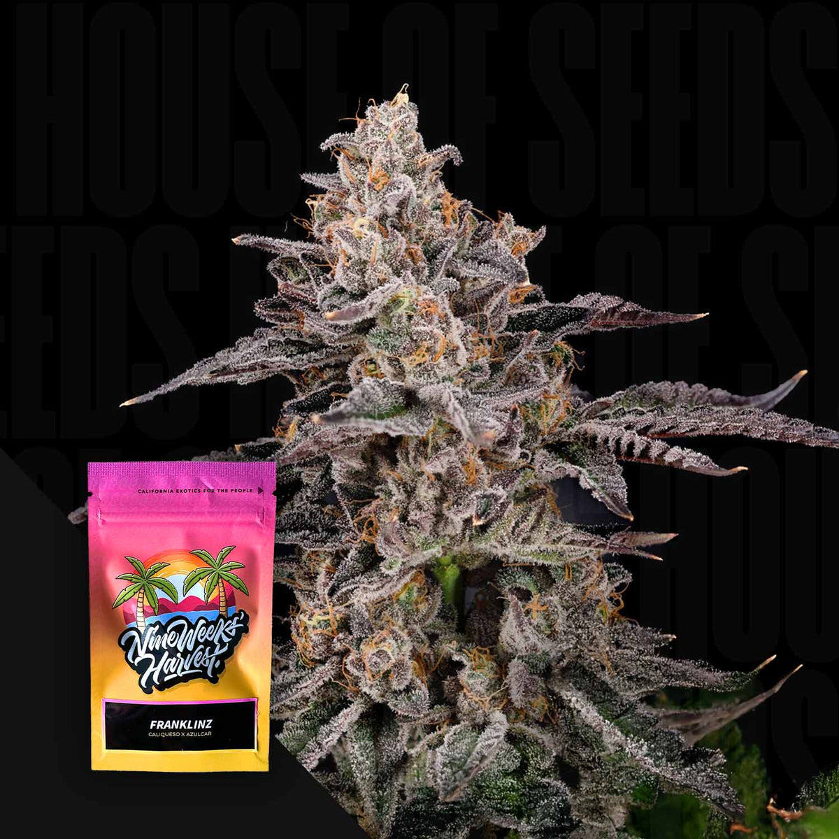 Nine Weeks Harvest - Franklinz