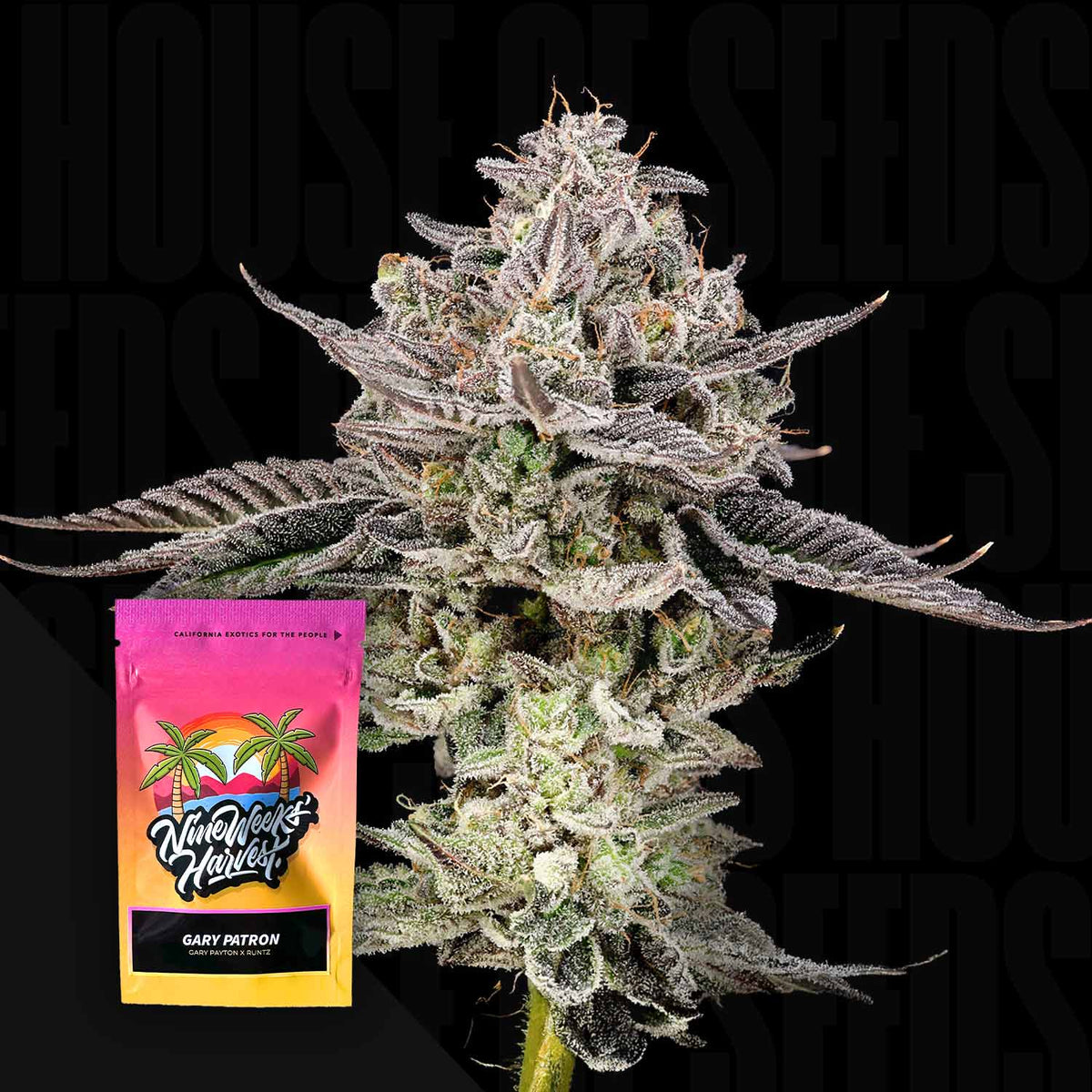 Nine Weeks Harvest - Gary Patron