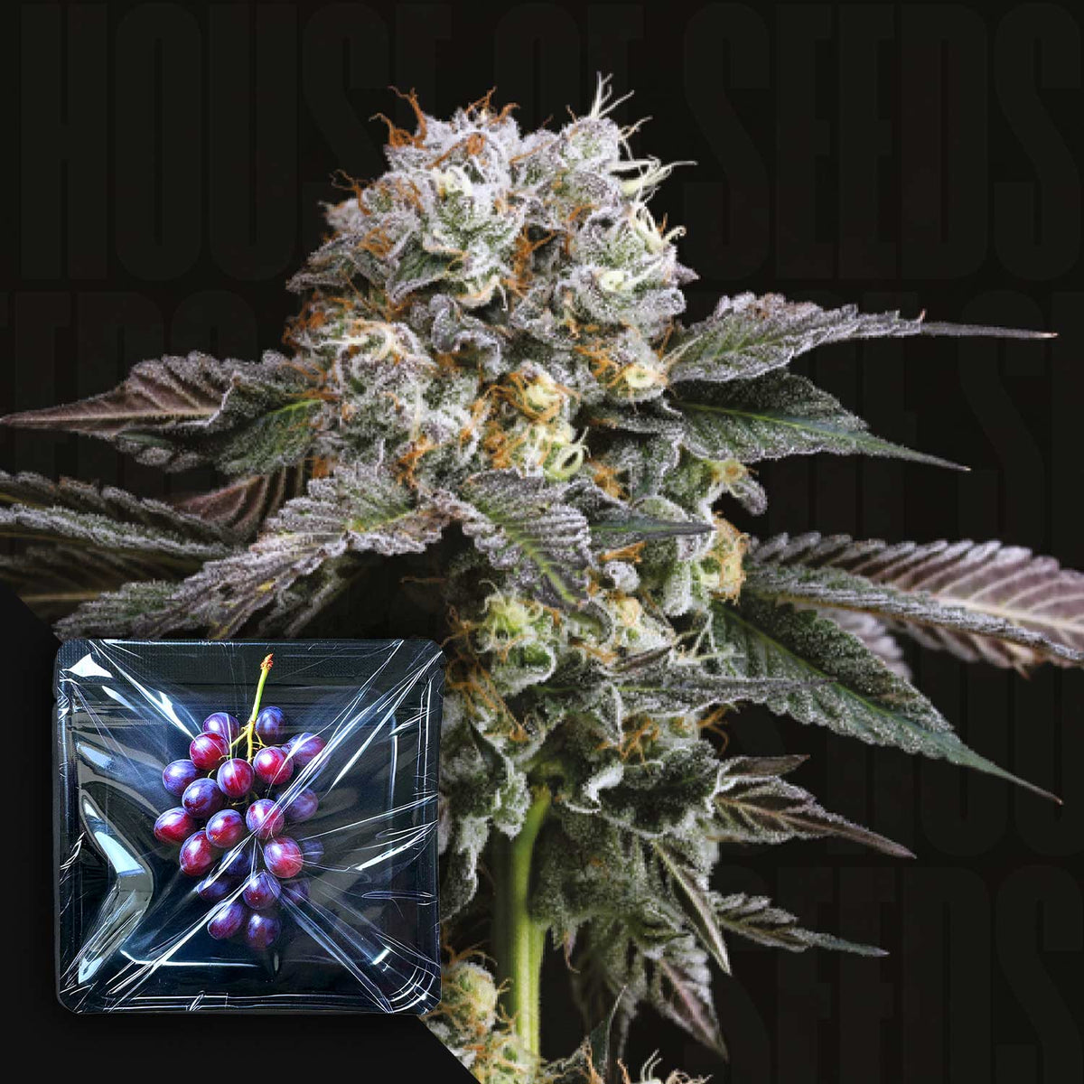 Nine Weeks Harvest - Hash Drip