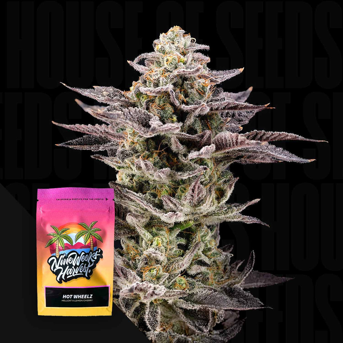 Nine Weeks Harvest - Hot Wheelz