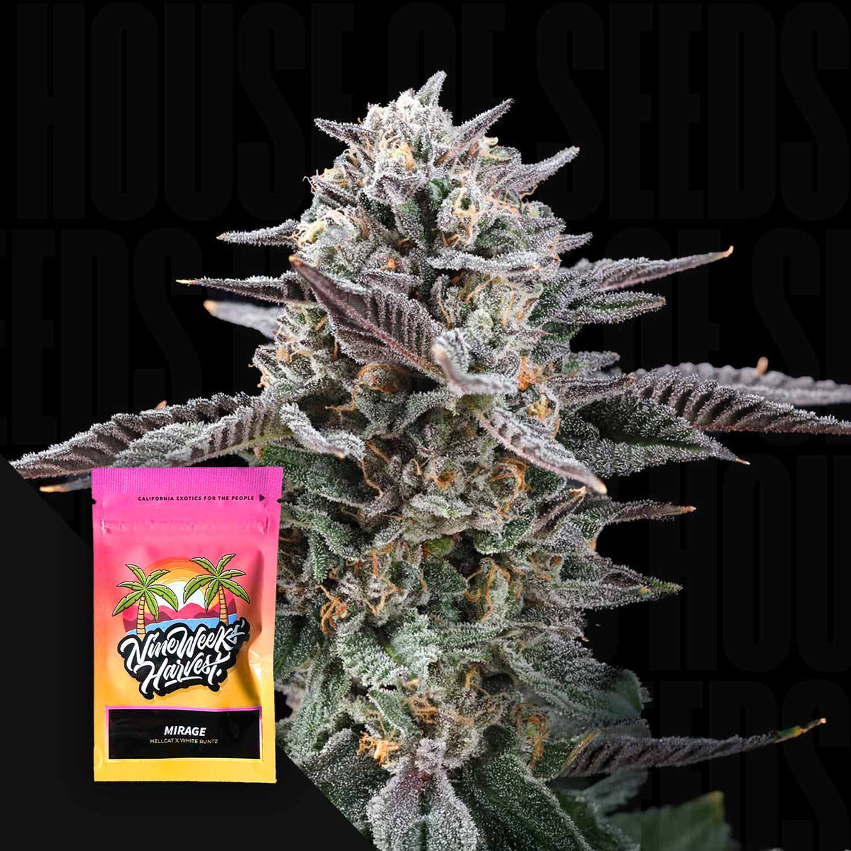 Nine Weeks Harvest - Mirage