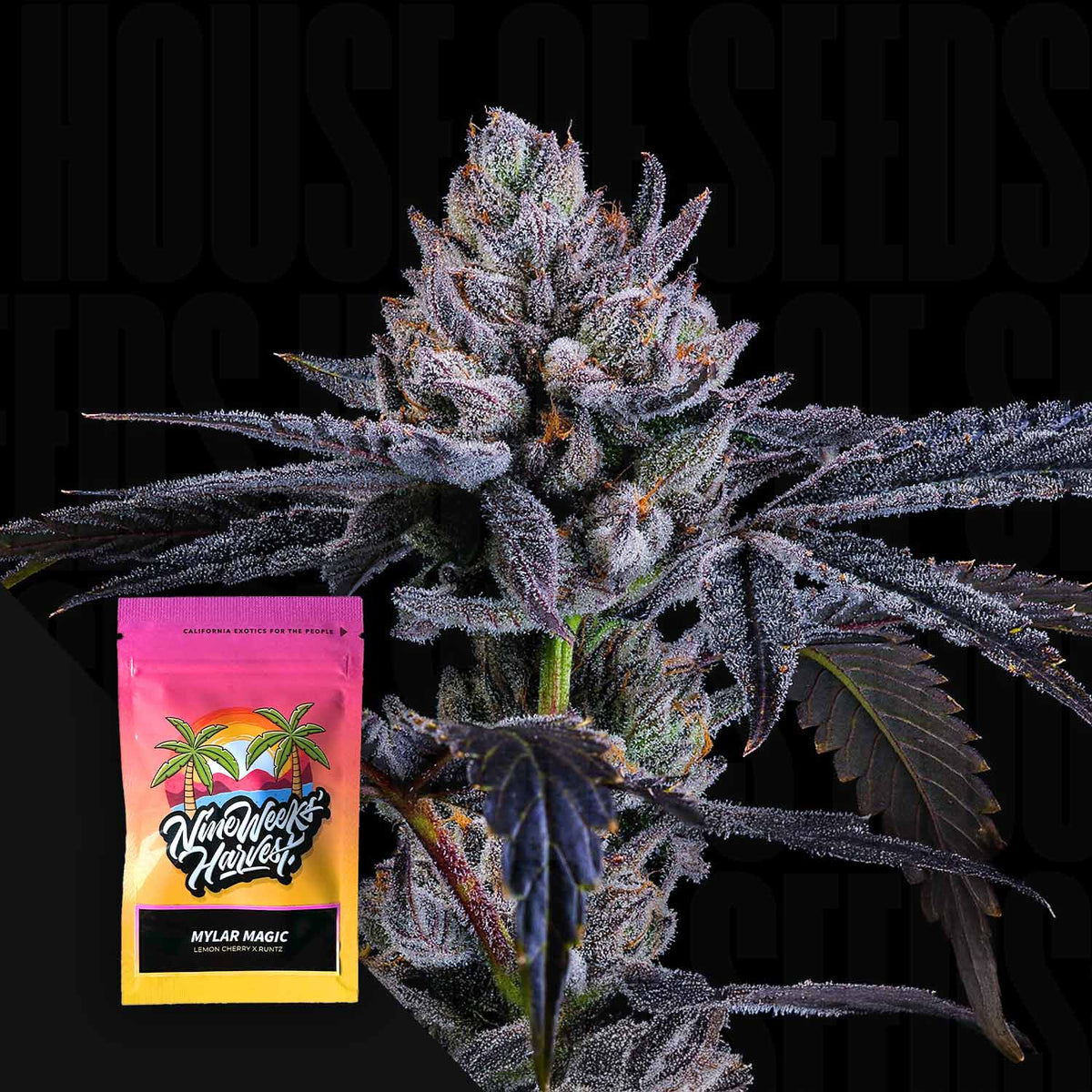 Nine Weeks Harvest - Mylar Magic