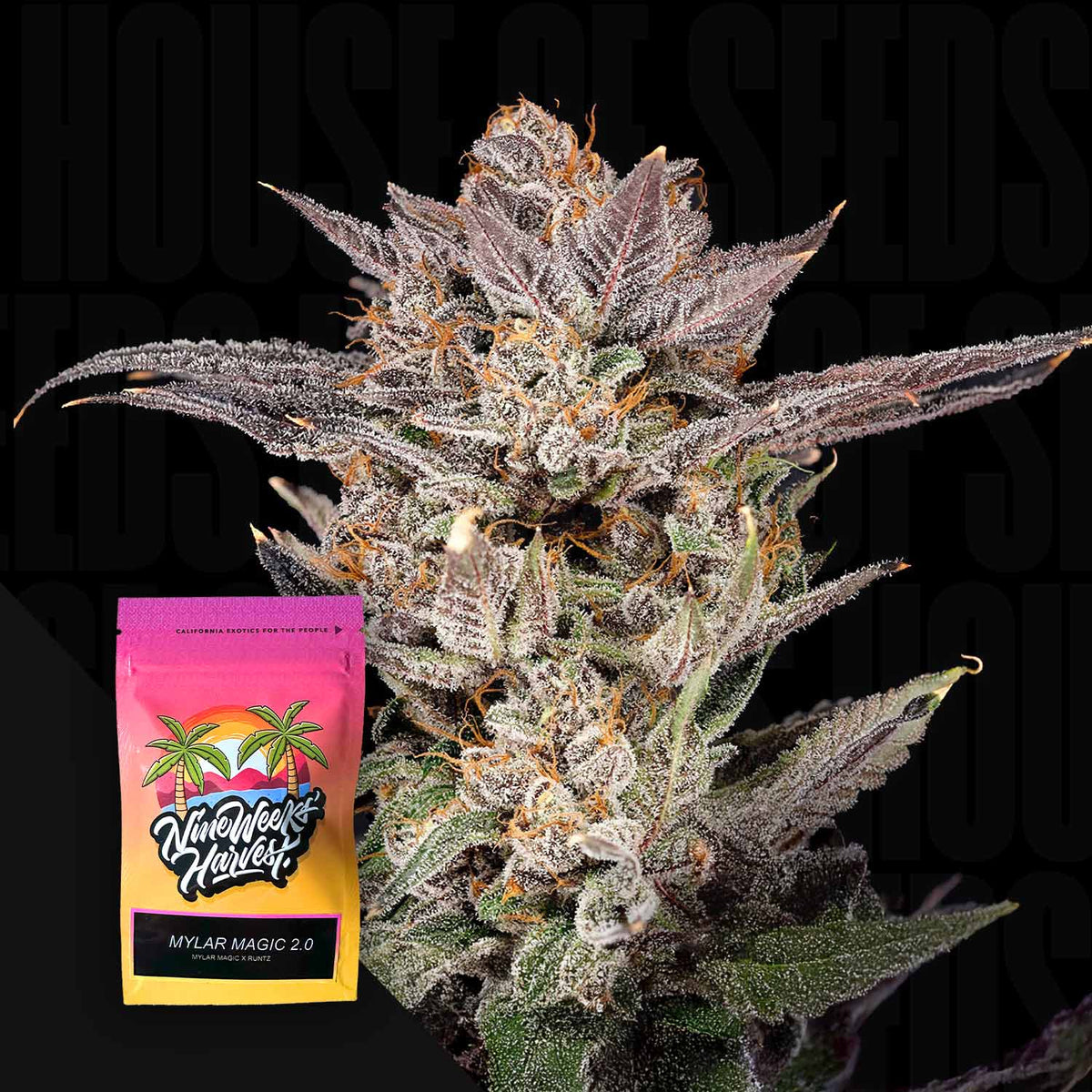 Nine Weeks Harvest - Mylar Magic 2.0
