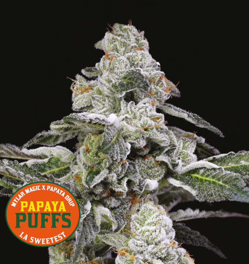 Nine Weeks Harvest - Papaya Puffs