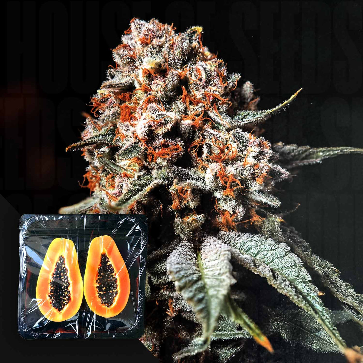 Nine Weeks Harvest - Super Drip