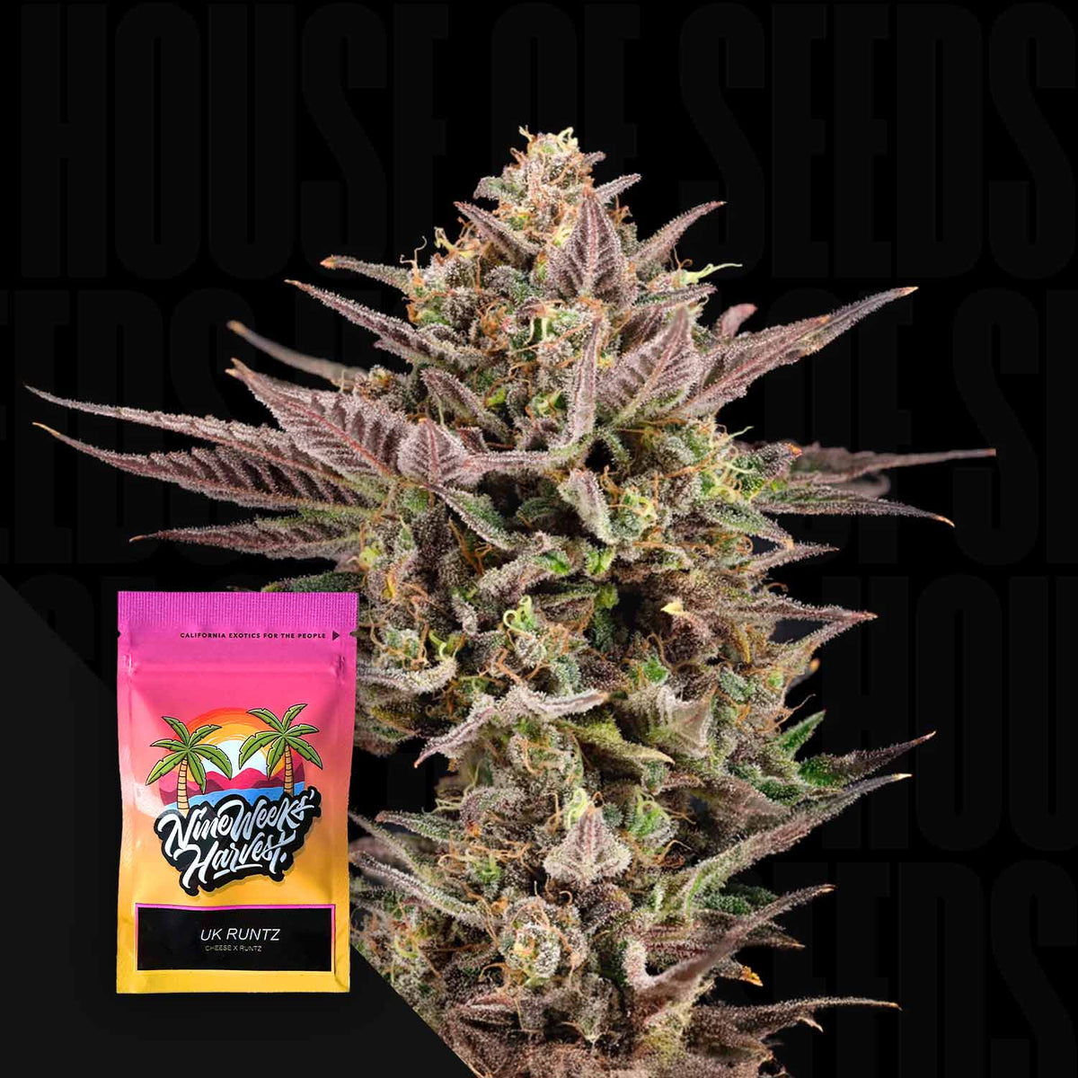 Nine Weeks Harvest - UK Runtz