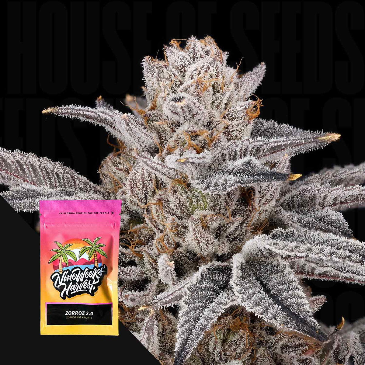 Nine Weeks Harvest - Zorroz 2.0