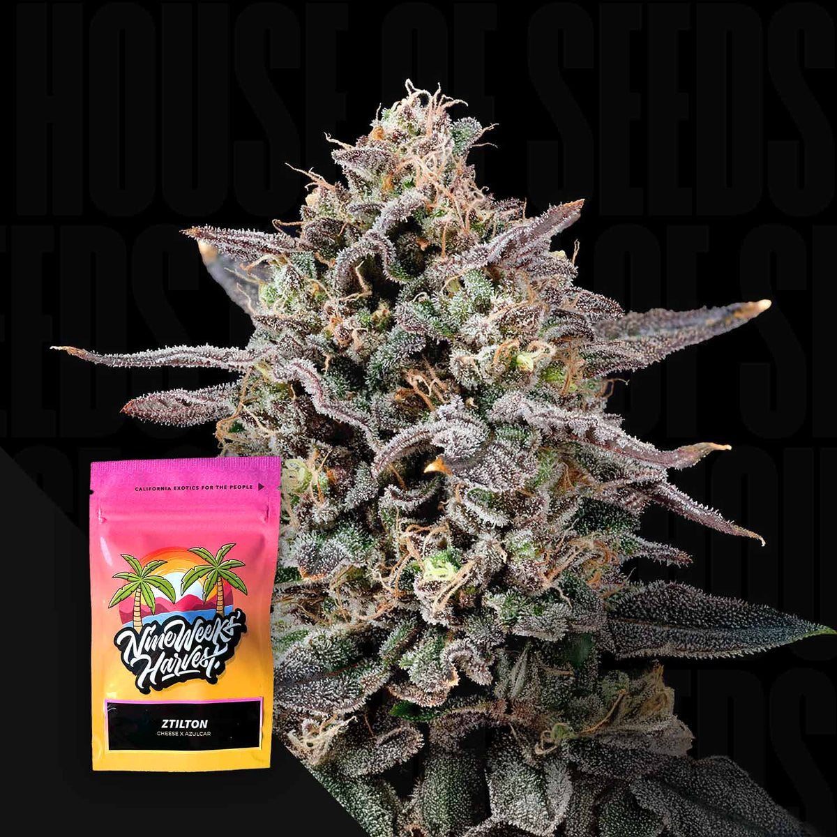 Nine Weeks Harvest - Ztilton