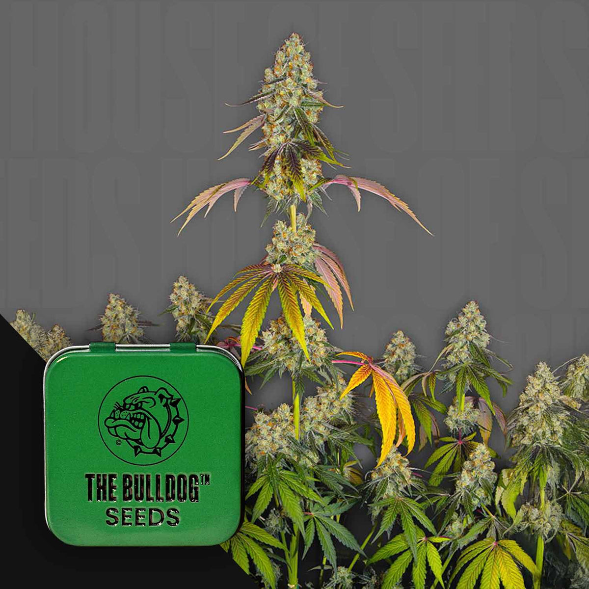 The Bulldog Seeds - The Bulldog Cookies